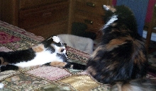 Kefira & Bijou just GOTTA play!