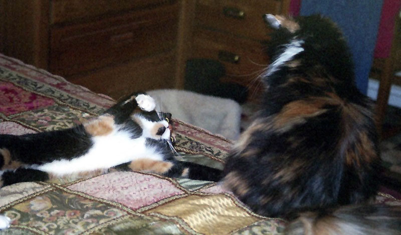 Kefira & Bijou just GOTTA play!