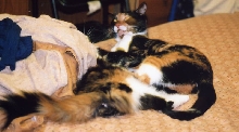 Kefira and Bijou playing on bed