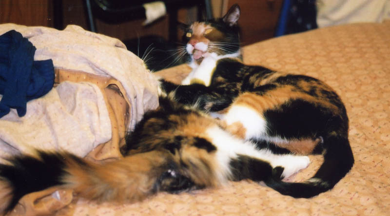 Kefira and Bijou playing on bed