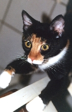 Kefira climbs a chair