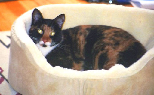 But I really LOVE my bed, too!