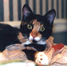 Kefira "helps" with groceries