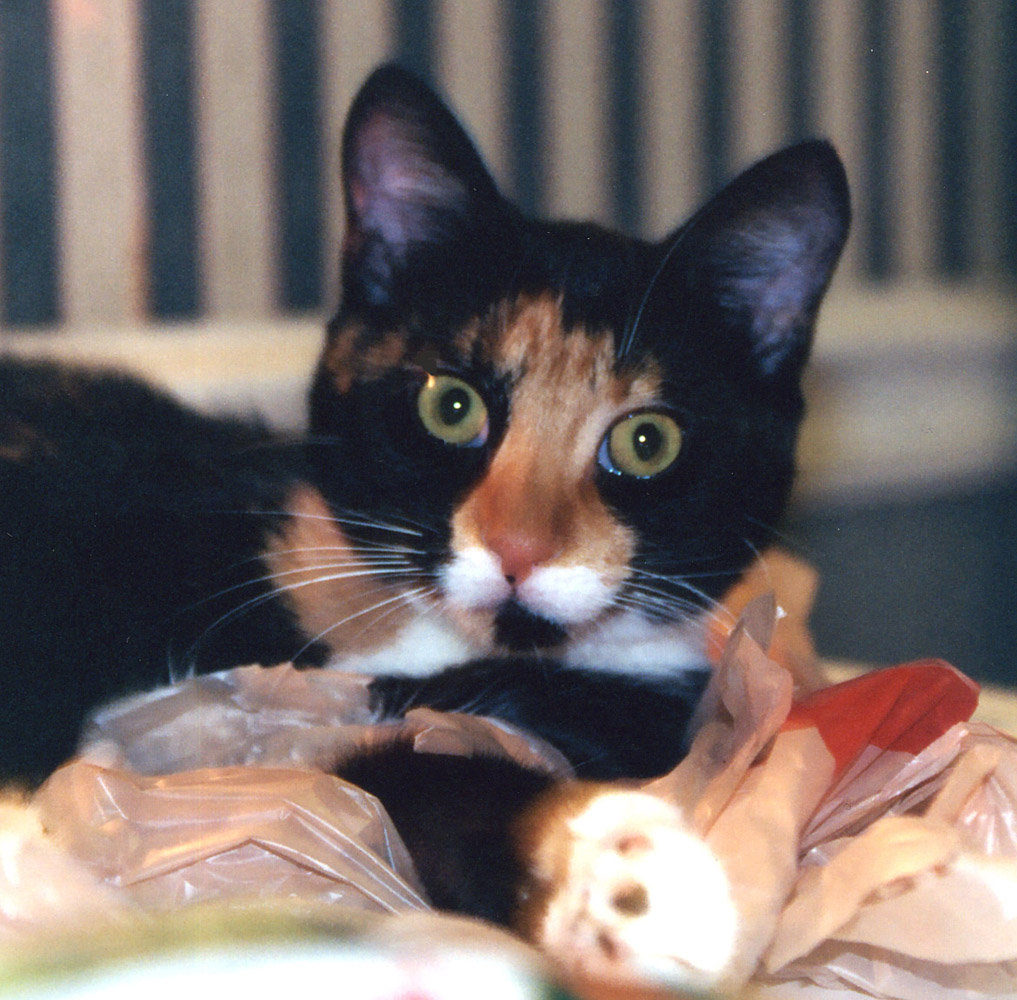 Kefira "helps" with groceries