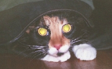 Kefira hides in backpack