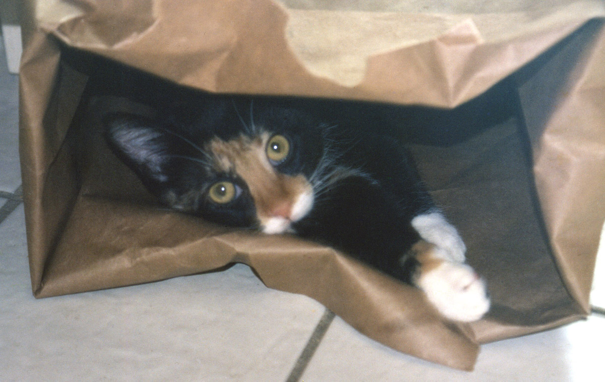 Kefira in a bag!