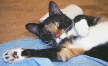 Kefira is comfy