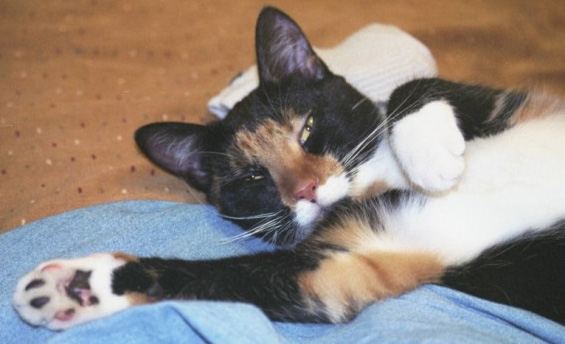 Kefira is comfy