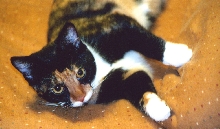 Kefira laying on pillow