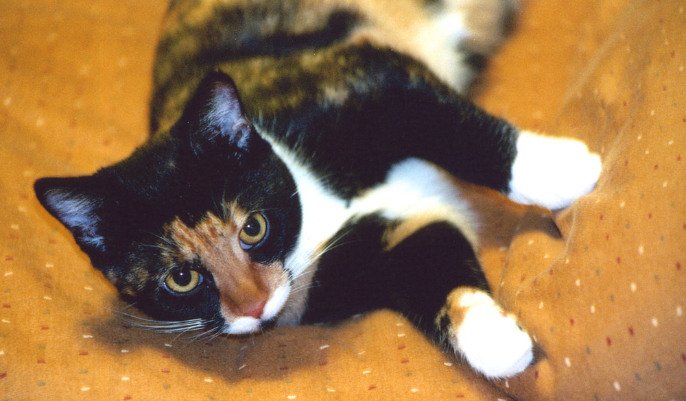 Kefira laying on pillow
