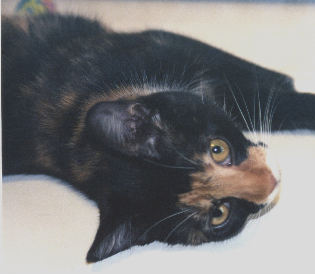 Kefira chillin' on table