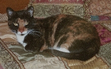 Kefira & Bijou playing again