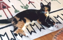 Kefira on carpet