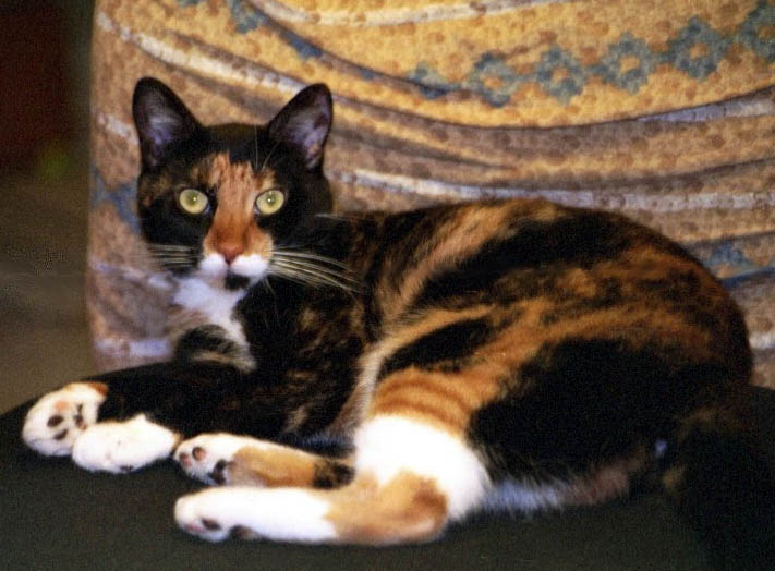 Kefira on computer chair