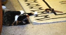 Kefira with TOY mouse