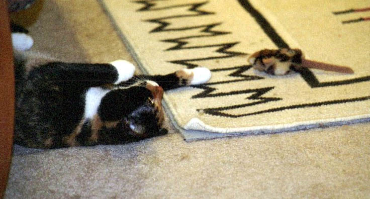 Kefira with TOY mouse