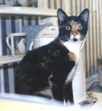 Kefira perched on microwave (it's OFF!)
