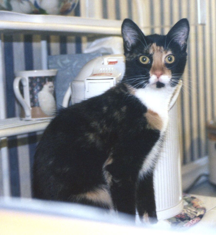 Kefira perched on microwave (it's OFF!)