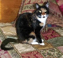 Kefira on the bed