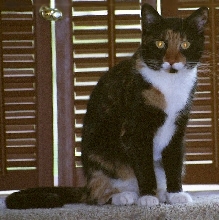 Kefira on window perch