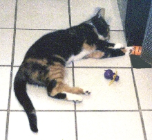 Kefira plays on the floor