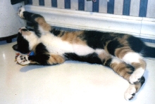 Kefira plays on the table