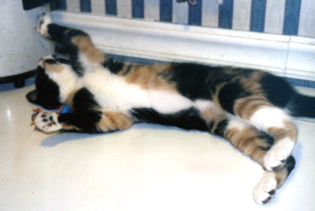 Kefira plays on the table