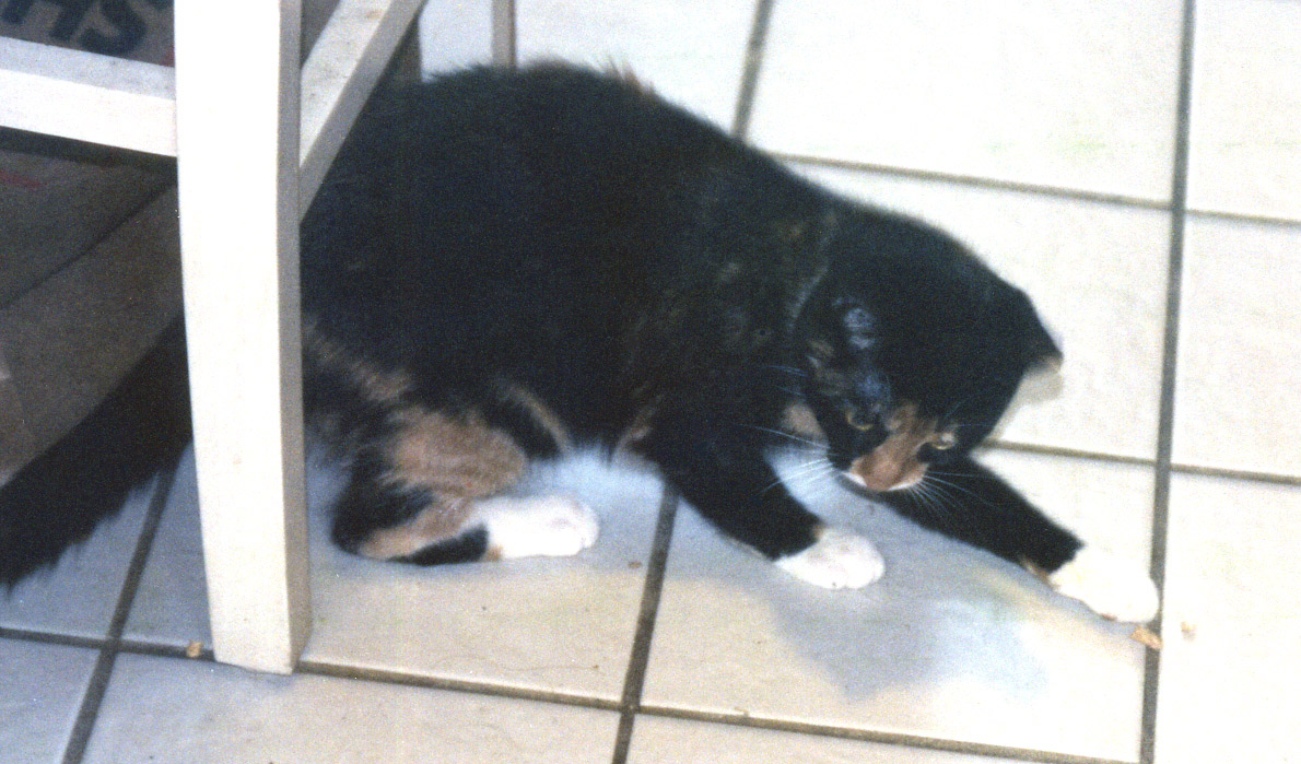 Kefira pounces!