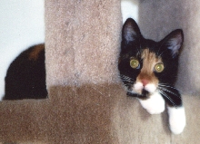 Kefira quizzical on cat condo