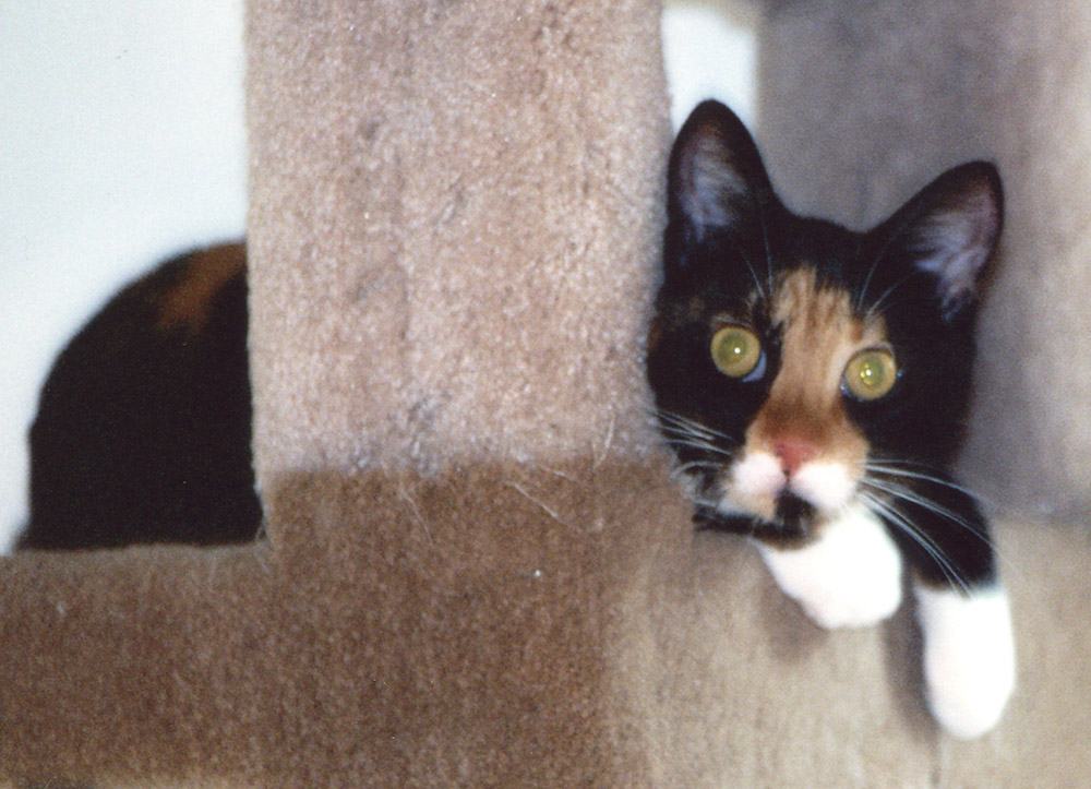 Kefira quizzical on cat condo