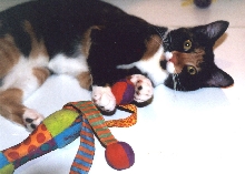Kefira with multicolored toy