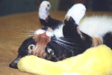Kefira with "toy"
