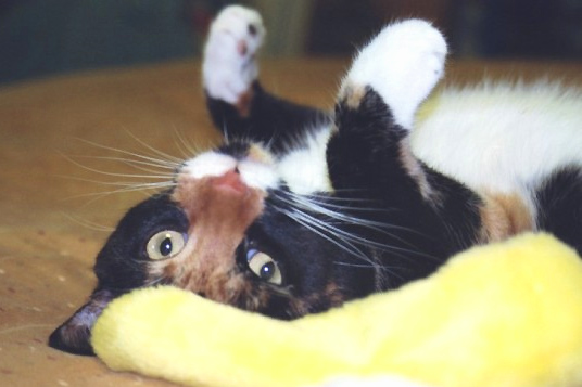 Kefira with "toy"