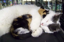 Nikita hugging babykit Rachel
