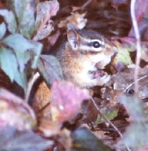 The Acorn Thief of Caumsett State Park