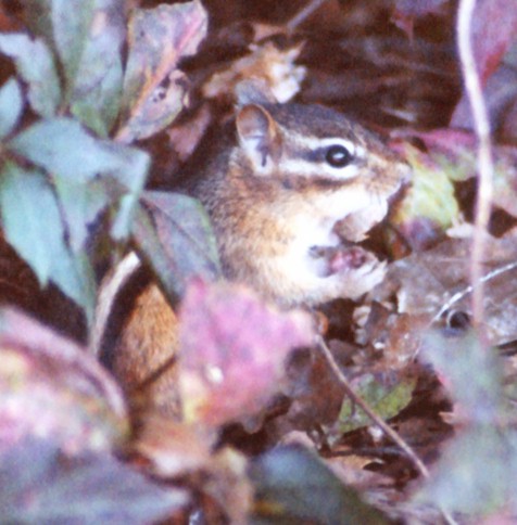 The Acorn Thief of Caumsett State Park