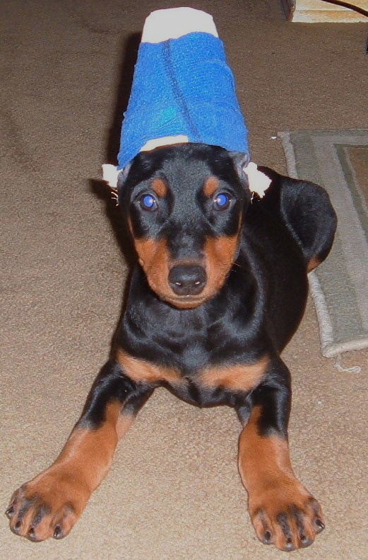 Chyna@8weeks