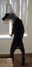 chyna@9weeks