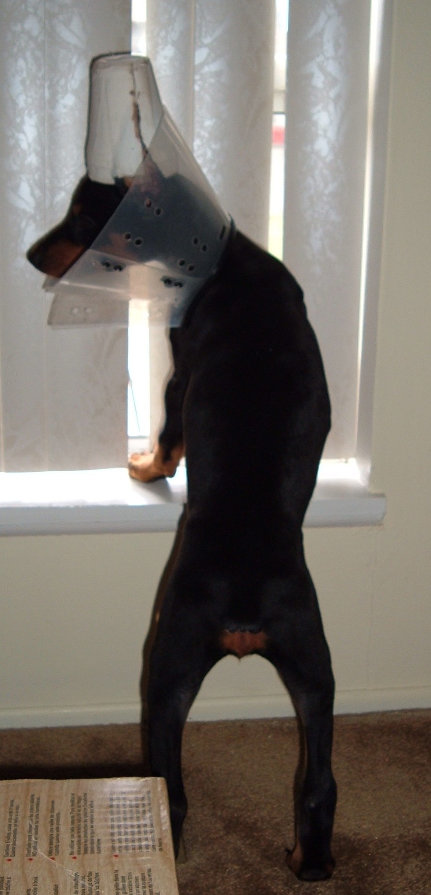 chyna@9weeks