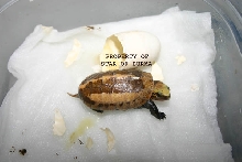 Cuora G. Galbinifrons