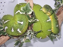 Emeril