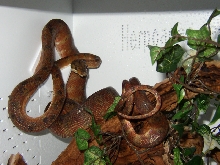 Colored (Amazon) Tree Boa