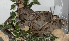 Garden (Cooks) Tree Boa
