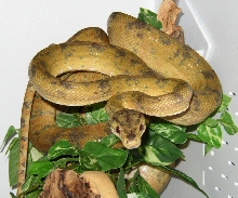 Another Colored (Amazon) Tree Boa