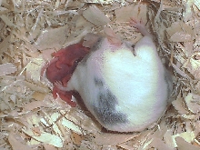 Nala Giving Birth