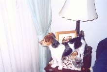 Sneaky Dog!