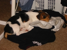 Sleeping Doggy