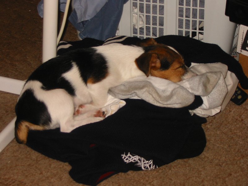 Sleeping Doggy