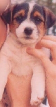 Baby PorkChop