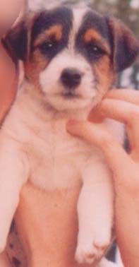 Baby PorkChop